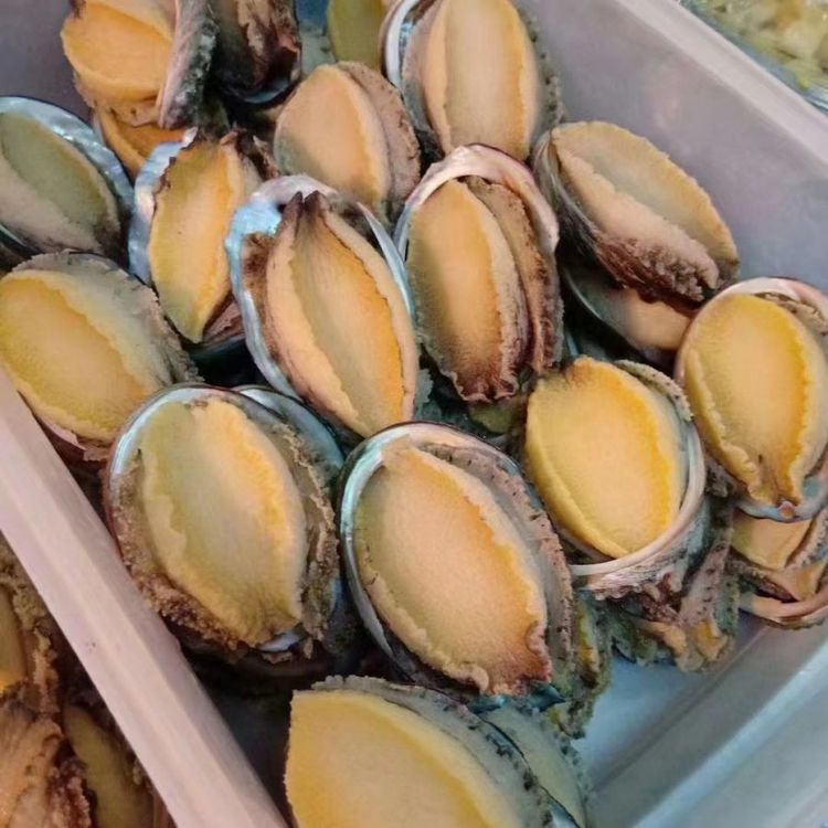 Shell-On, abalone eviscerato | Carne fresca di abalone congelata